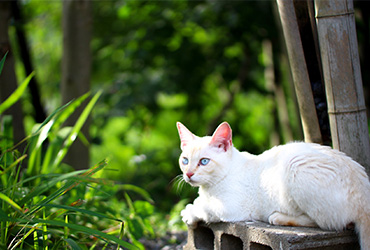 猫寺(御誕生寺)