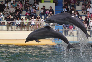 越前松島水族館