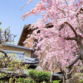 灰屋の春のお庭