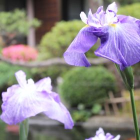 お庭の花菖蒲